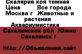 Скалярия коя темная › Цена ­ 50 - Все города, Москва г. Животные и растения » Аквариумистика   . Сахалинская обл.,Южно-Сахалинск г.